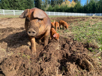 Pork