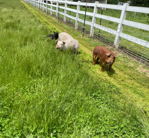 Pork