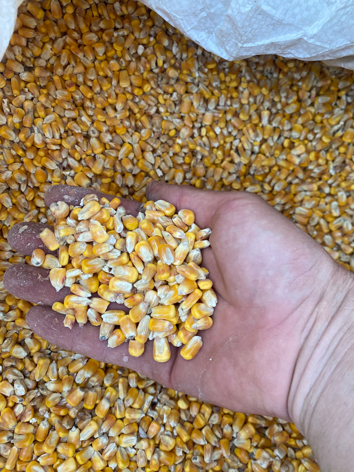 Animal feed grain