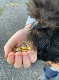 Animal feed grain