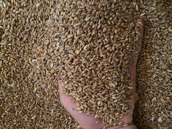 Animal feed grain