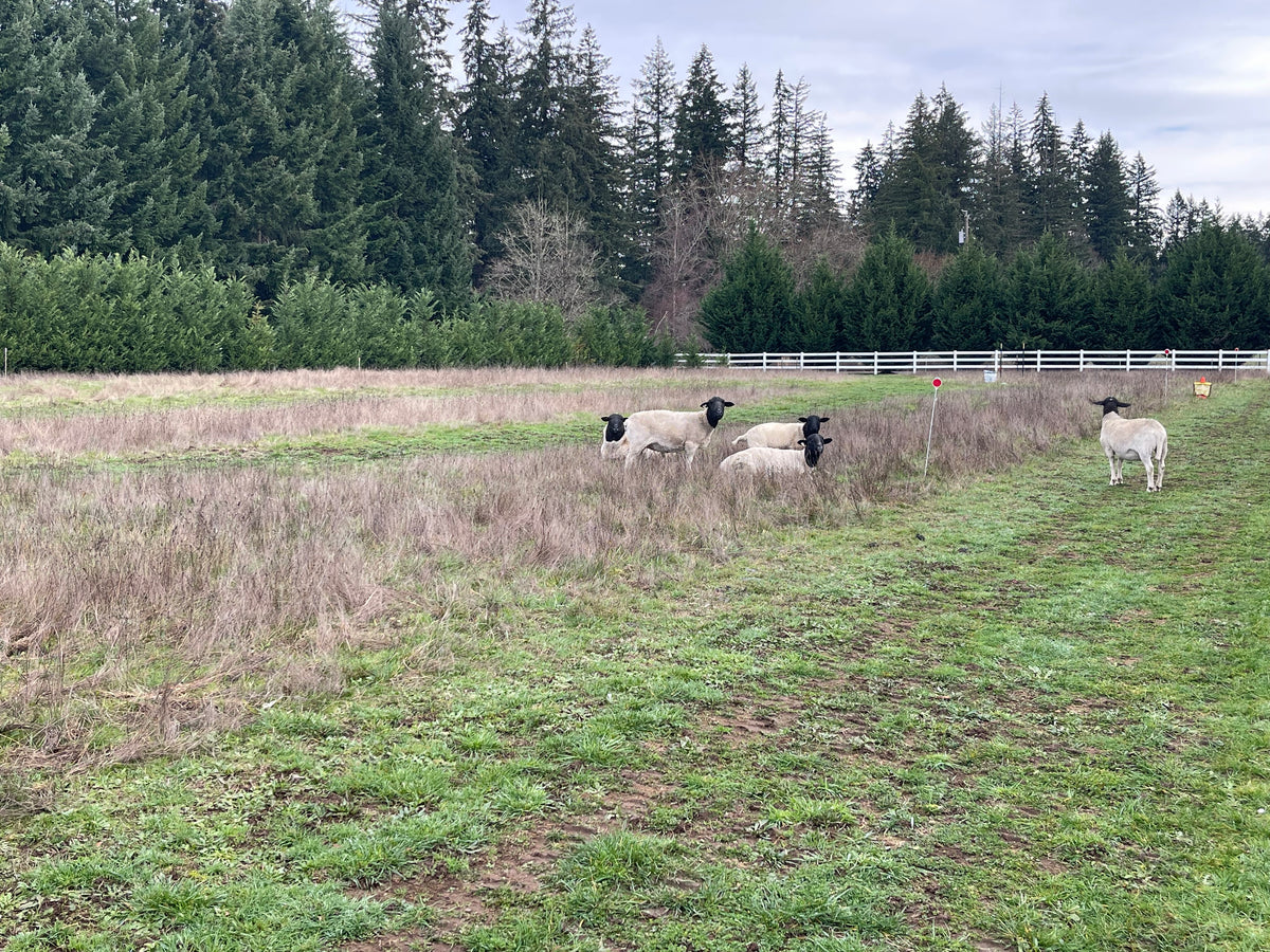 Lamb