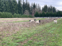 Lamb