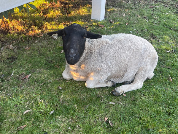 Lamb